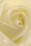 Step into the delicate core of a pristine cream-white rose, its petals unfurling in a gentle spiral that seems to cradle a world of quiet emotion-an effect reminiscent of peaceful mornings along Erith's tree-lined avenues. The surface is soft and matte, gliding under imagined fingertips with a sensation akin to cool silk, while diffused light caresses every fold and curve. Subtle shadows deepen the ivory, sculpting quiet drama into the heart of the bloom, much like sunlight flickering through the leaves in a local Erith park. The atmosphere hums with tranquility, suffused with a sense of solace and understated hope, inviting thoughts of heartfelt gestures-be it a message of sympathy, a tender moment of admiration, or the gentle promise of new beginnings. This rose, composed by a local florist in Erith, radiates both the artistry and instinctive empathy of someone deeply rooted in the community; each petal is arranged with reverent care, woven together as an emblem of comfort and sincerity for nearby residents. As you sense the imagined touch and graceful lines of this bloom, you can almost detect a clean, sweet fragrance lingering in the air-the subtle finishing touch on a rose meant for life's quietest, most meaningful exchanges throughout Erith.